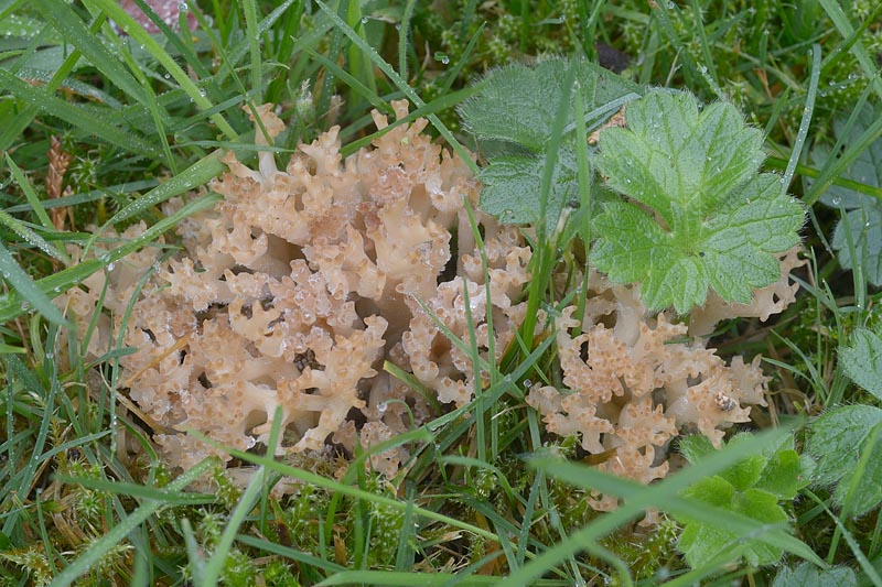 Clavulinopsis umbrinella